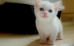 С маленьким белым котёнком / 1600x1200