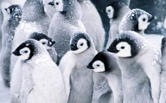 С пингвинами, пингвины / 1920x1080