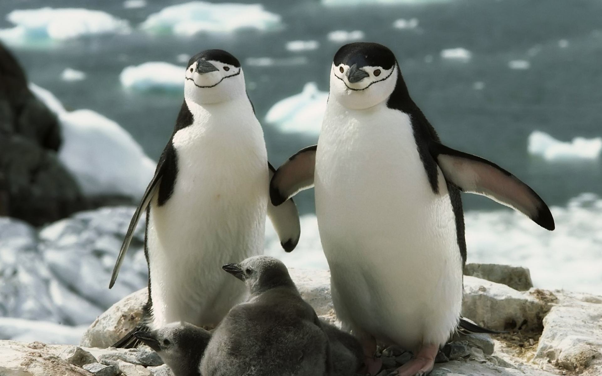 Обои Семья Пингвинов 1920x1200