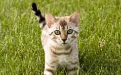 Серый котенок в траве / 1920x1200