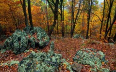 Shenandoah Fall Colors, Virginia / 1600x1200