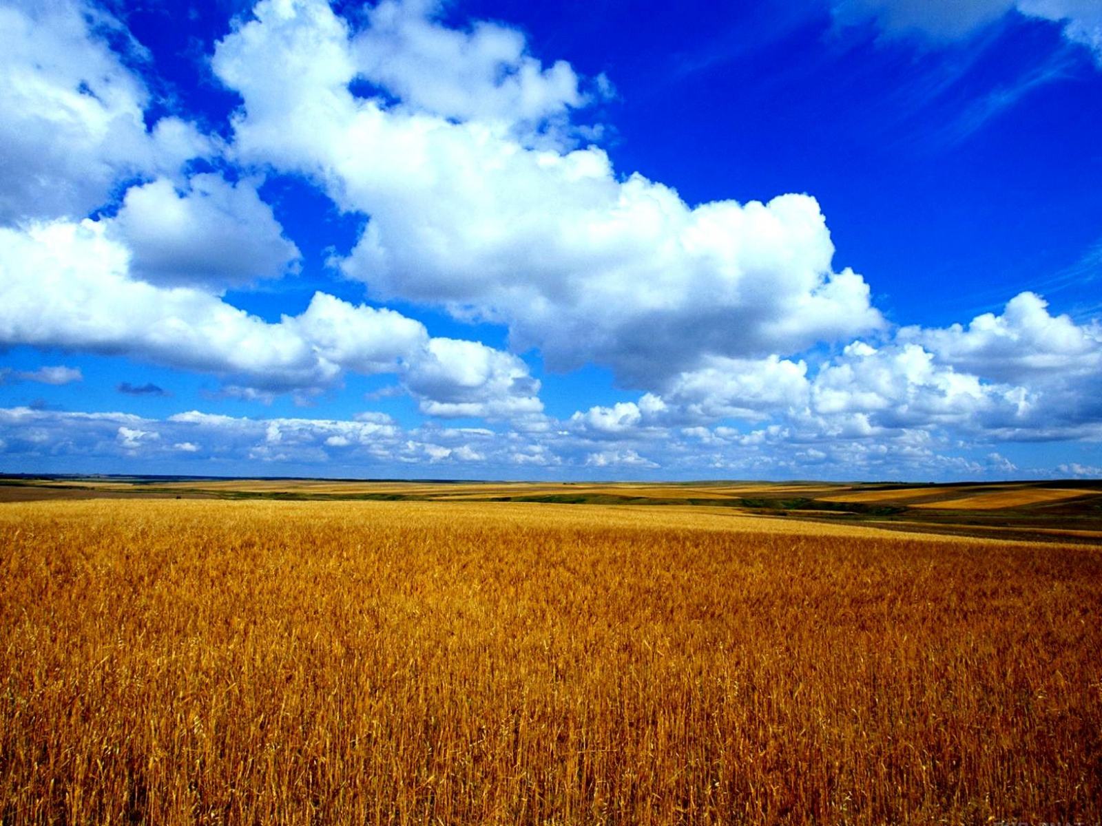 Обои Шикарное небо и пшеничное поле - большие природы 1600x1200