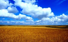 Шикарное небо и пшеничное поле - большие природы / 1600x1200