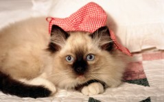 Сиамская кошка в красной шапке / 1920x1200