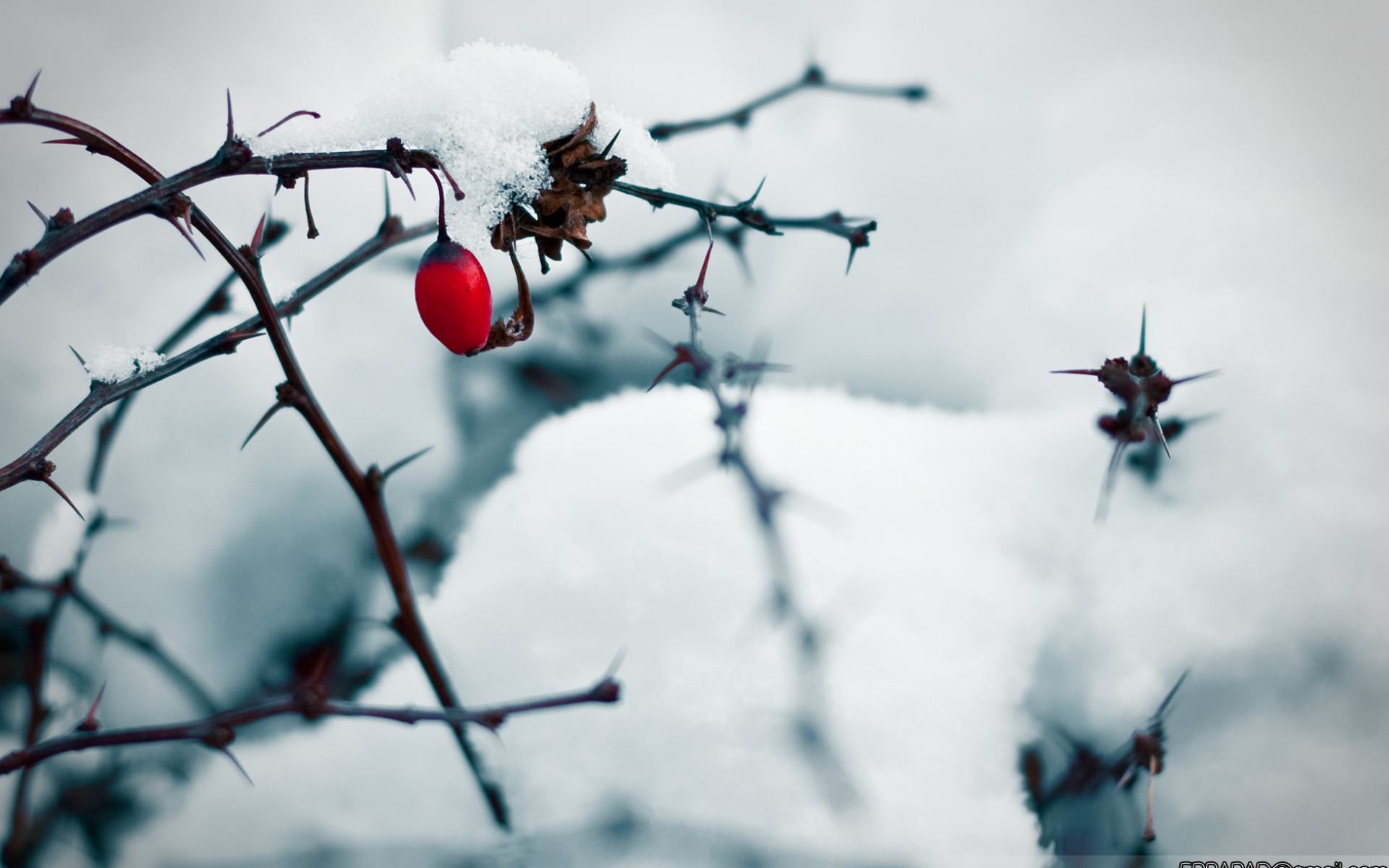 Обои Симпатичные зимние - замерзшая ягодка 1920x1200