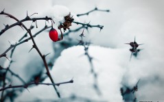 Симпатичные зимние - замерзшая ягодка / 1920x1200