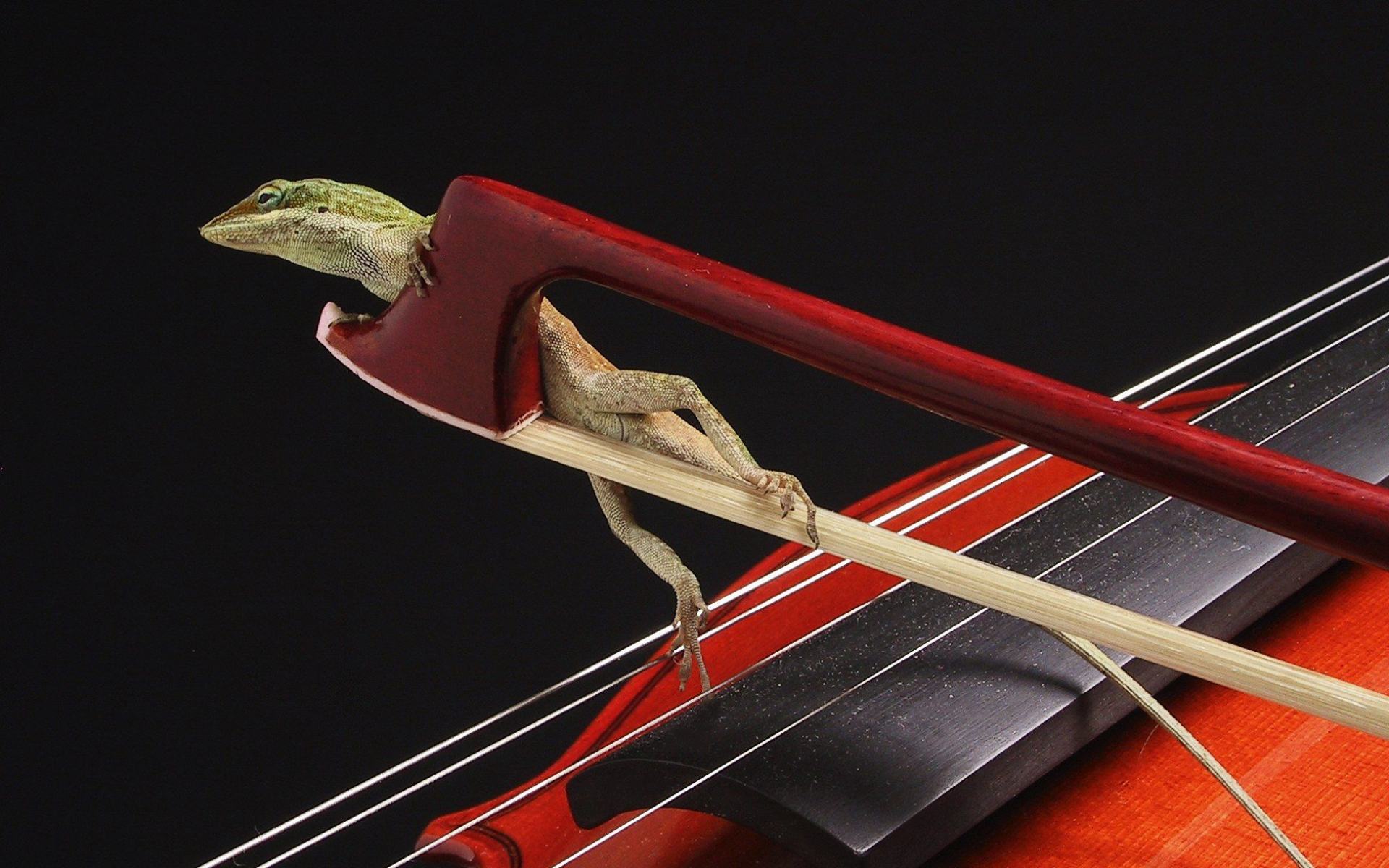 Обои Скрипка и рептилия 1920x1200