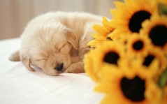 Sleeping puppy / 1920x1200