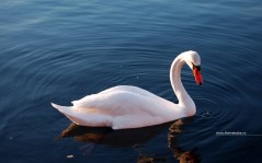 Swan / 1920x1200