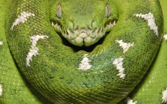 Темно-зеленая змея / 1600x1200