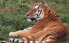 Тигр лежит на траве / 1600x1200