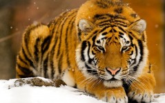 Тигр на снегу / 1600x1200
