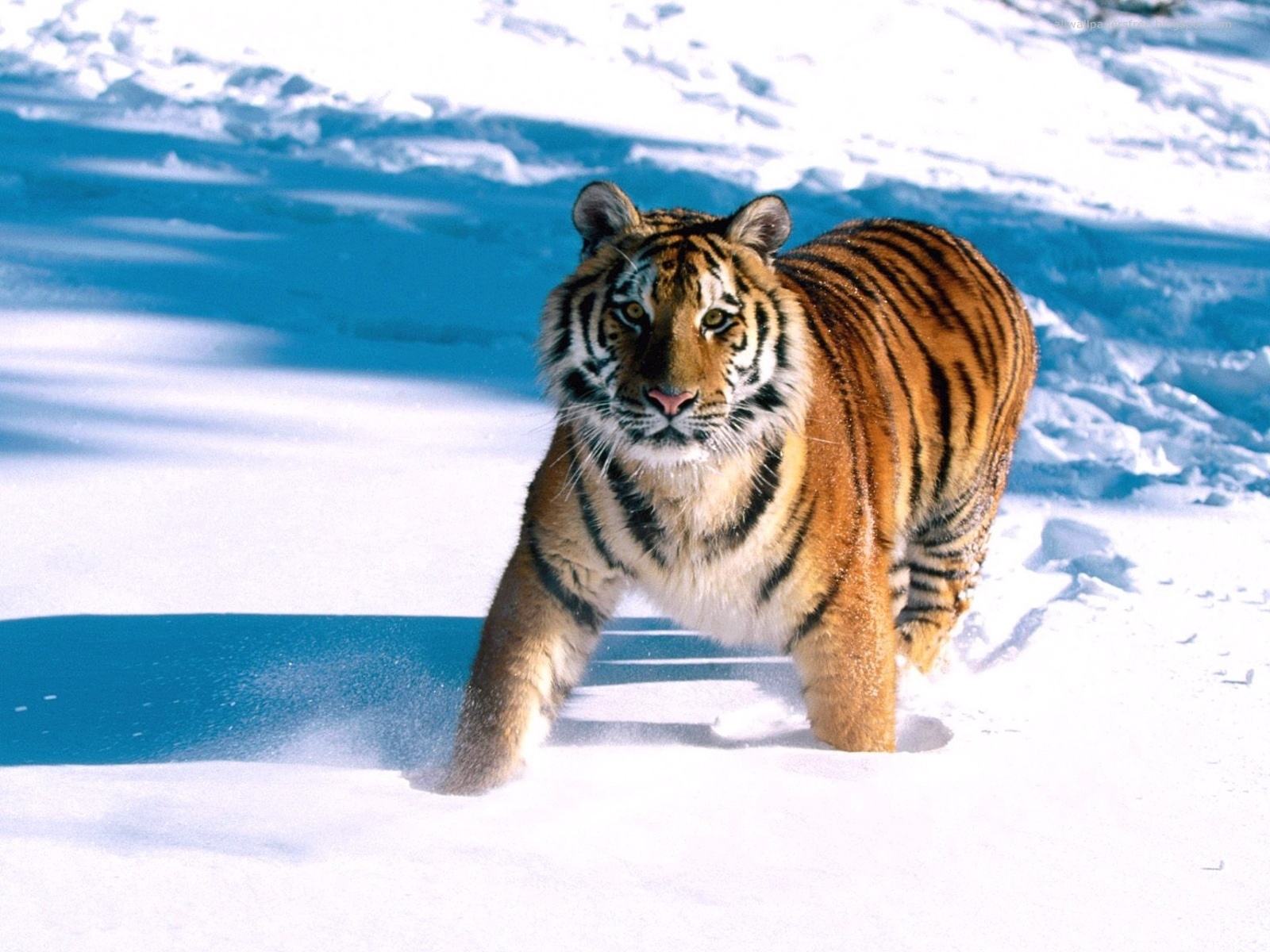 Обои Тигр в снегах 1600x1200