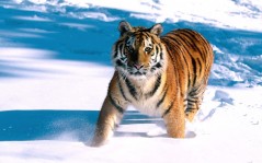 Тигр в снегах / 1600x1200