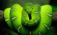 Tree Snake / 2560x1600