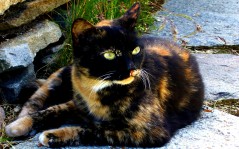Трехмастная кошка с ярко-зелеными глазами / 1680x1050