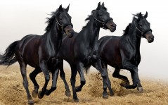 Три черных коня / 1920x1200