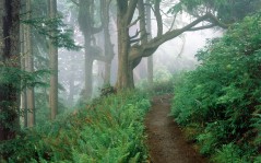 Тропа в туманном лесу / 1600x1200