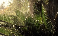 Тропический дождь / 1600x1200