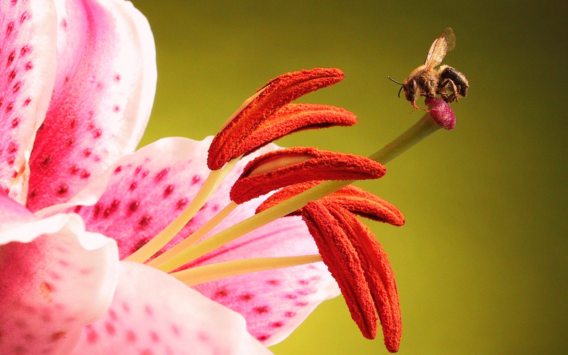 Обои Трудолюбивая пчела на прекрасном цветке - с цветами 1920x1200