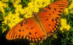 У бабочки оранжевые крылья / 1920x1440