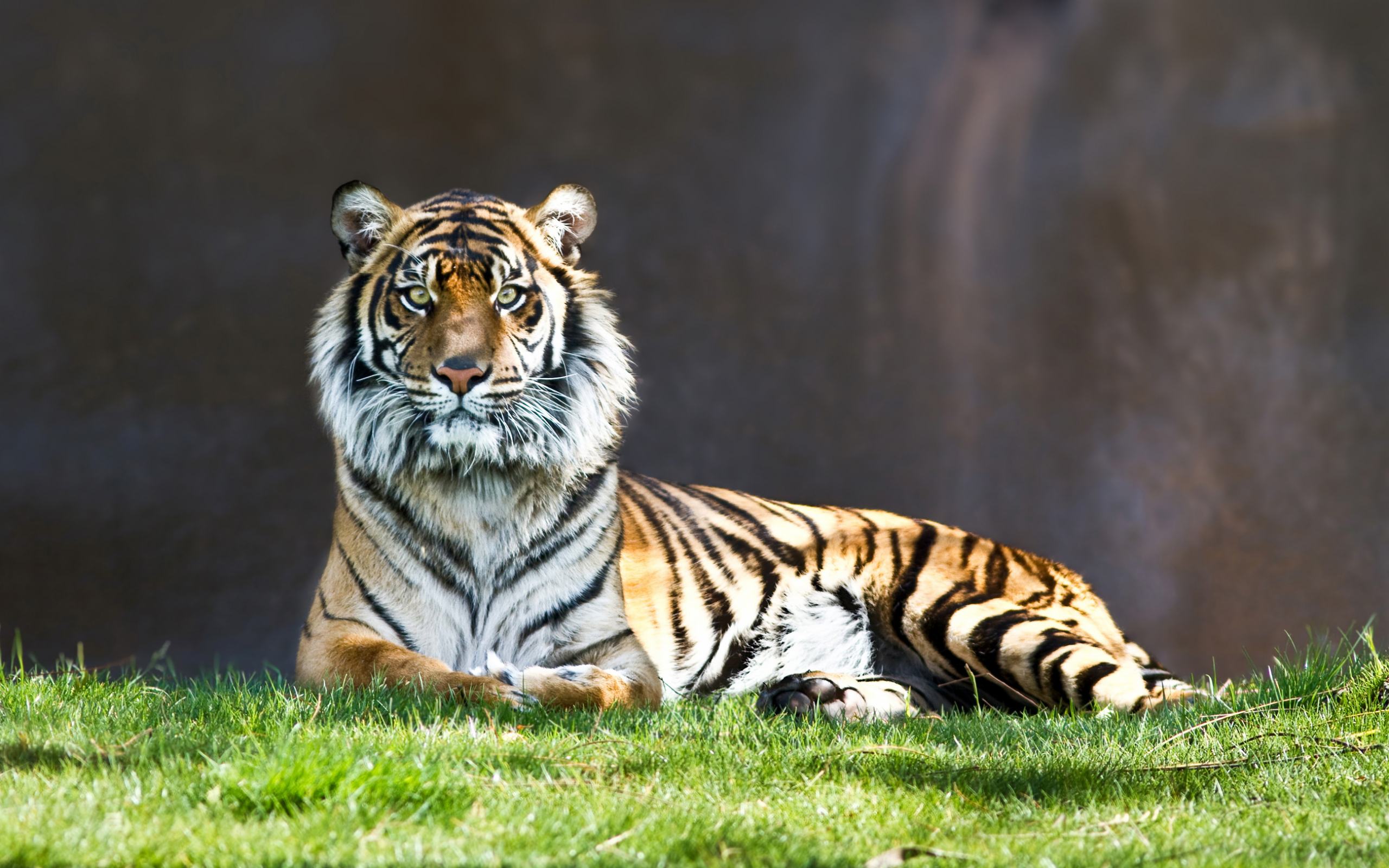 Обои Величественный тигр, пикселей с тигром 2560x1600