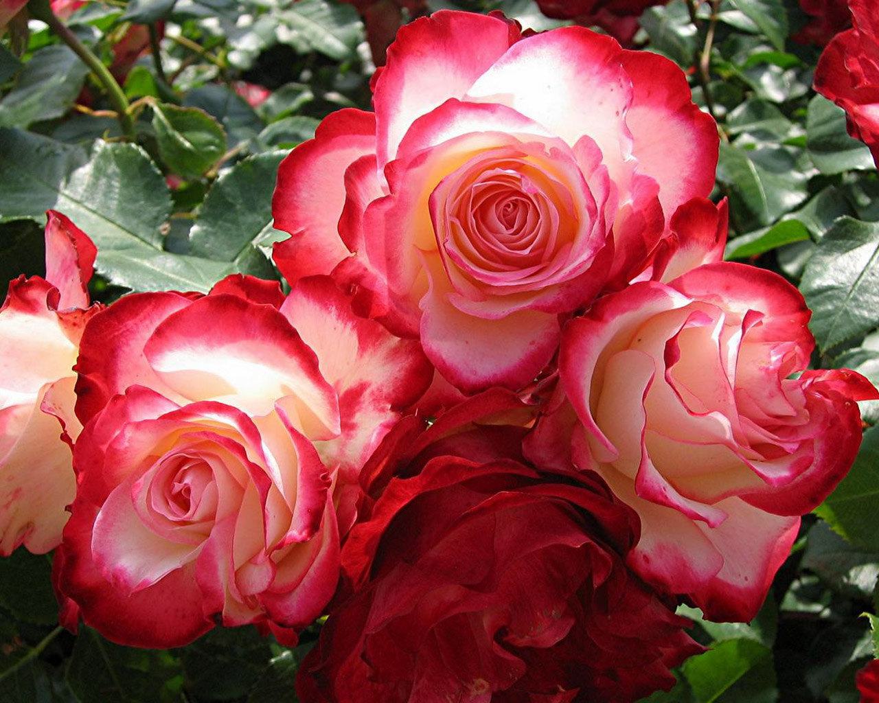 Обои Великолепные розы 1280x1024