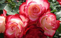 Великолепные розы / 1280x1024