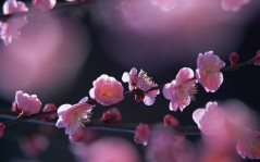 Весеннее цветение яблони (ветка) / 1920x1200