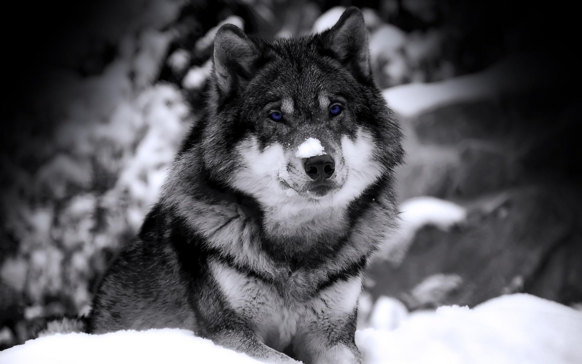 Обои Волк с синими глазами 1920x1200