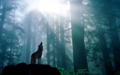 Волк в лесу / 1600x1200