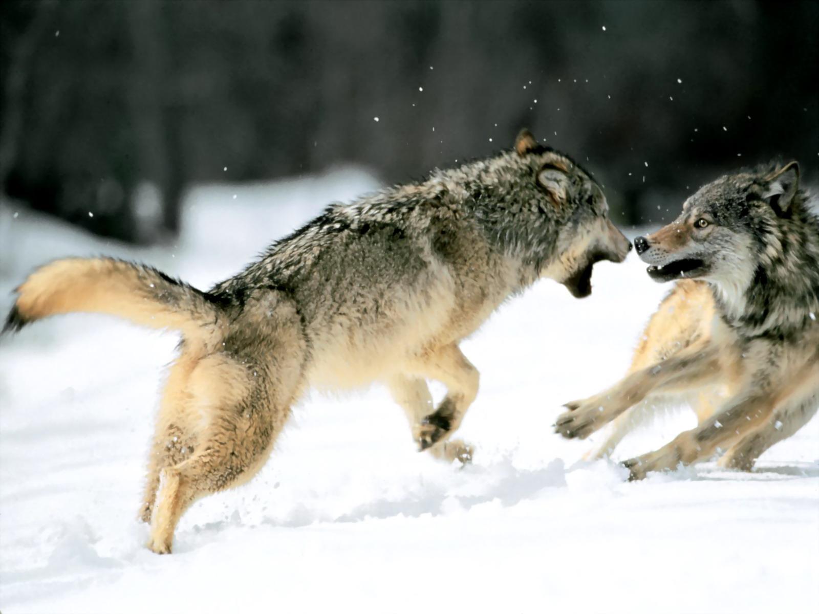 Обои Волки в снегу 1600x1200