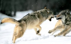 Волки в снегу / 1600x1200