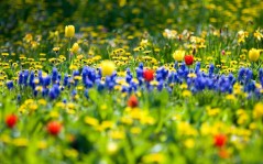 Вся красота весны - с цветами / 2560x1600