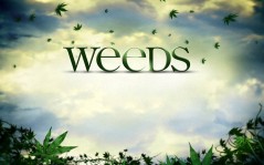 Weeds / 1024x768