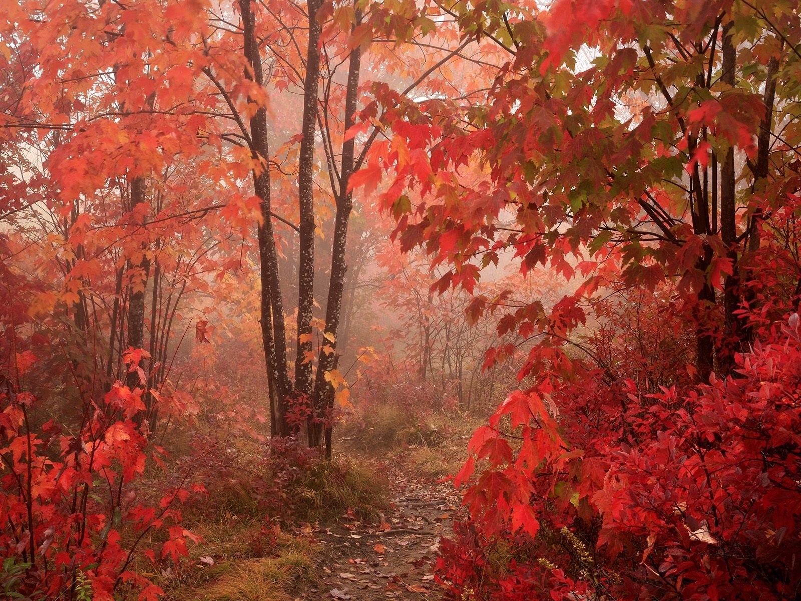 Обои Яркие краски осеннего леса, красная листва 1600x1200