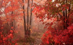 Яркие краски осеннего леса, красная листва / 1600x1200