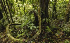 Yasuni National Park, Amazon Rainforest, Ecuador / 1920x1200