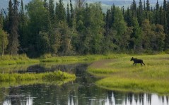 Young Bull Moose, Cheena River, Alaska / 1600x1200