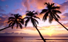 Закат на морском побережье и три пальмы / 1600x1200