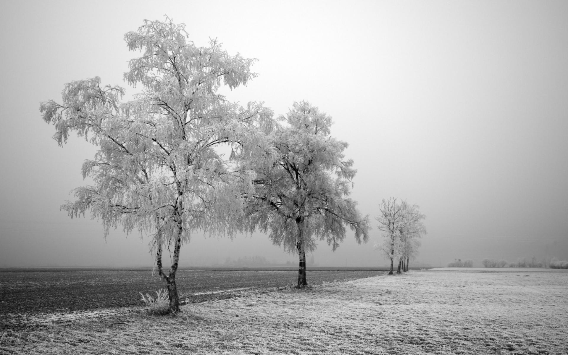 Обои Замороженные Деревья 1920x1200