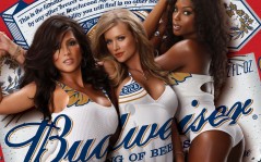  Budweiser / 1440x900