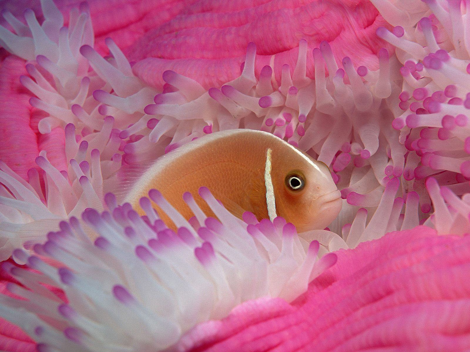 Обои Жёлтая рыбка в розовых морских растениях, для рабочего стола, морской мир, животные 1600x1200