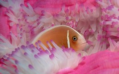 Жёлтая рыбка в розовых морских растениях, для рабочего стола, морской мир, животные / 1600x1200
