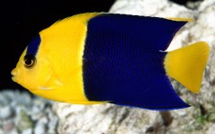 Жёлто-синяя рыба, на рабочитй стол, животные обитатели подводного царства / 1600x1200