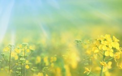 Желтые нежные цветы - скачать / 1600x1200