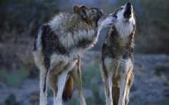Животные - волки, волк, волчица - для рабочего стола - 2 волка - животные / 1600x1200