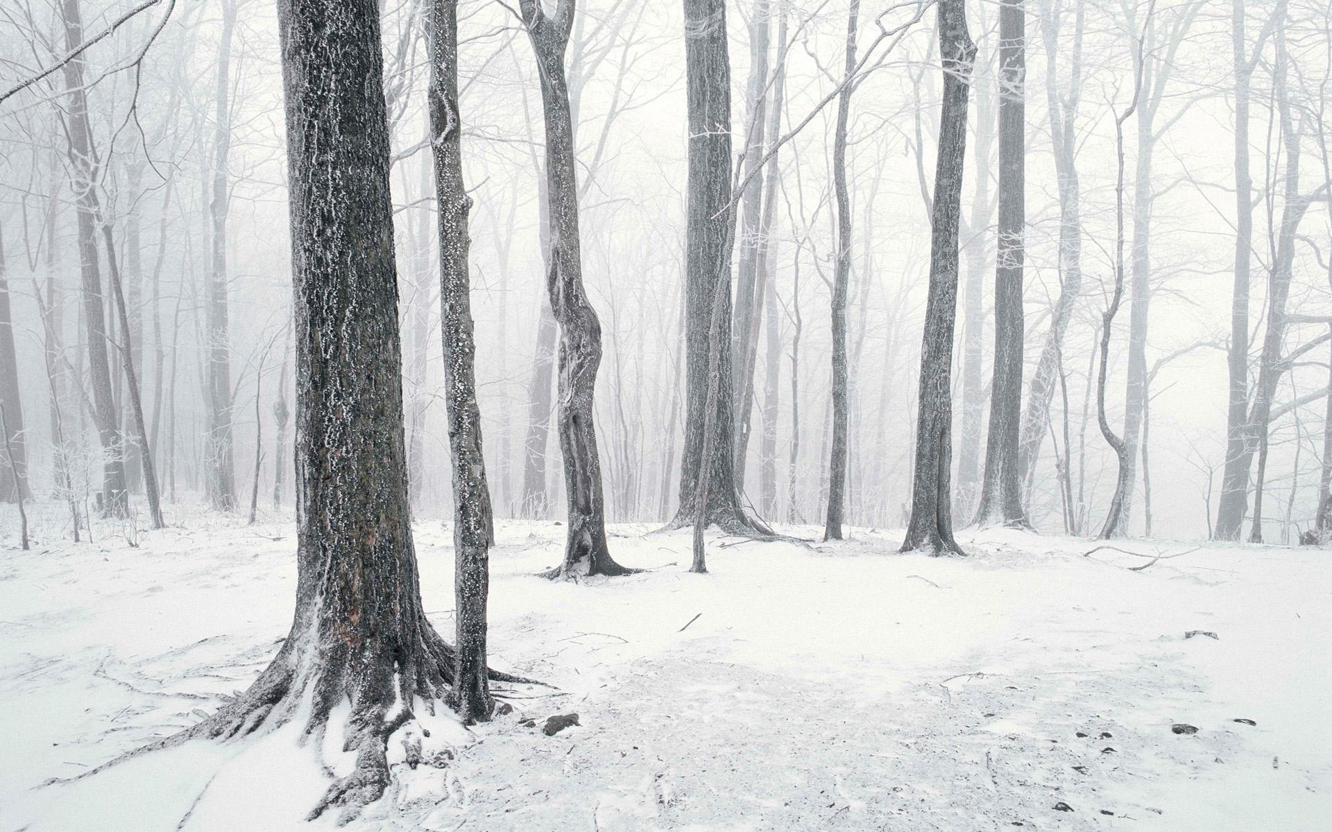Обои Зима в лесу 1920x1200