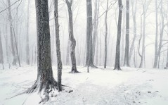 Зима в лесу / 1920x1200