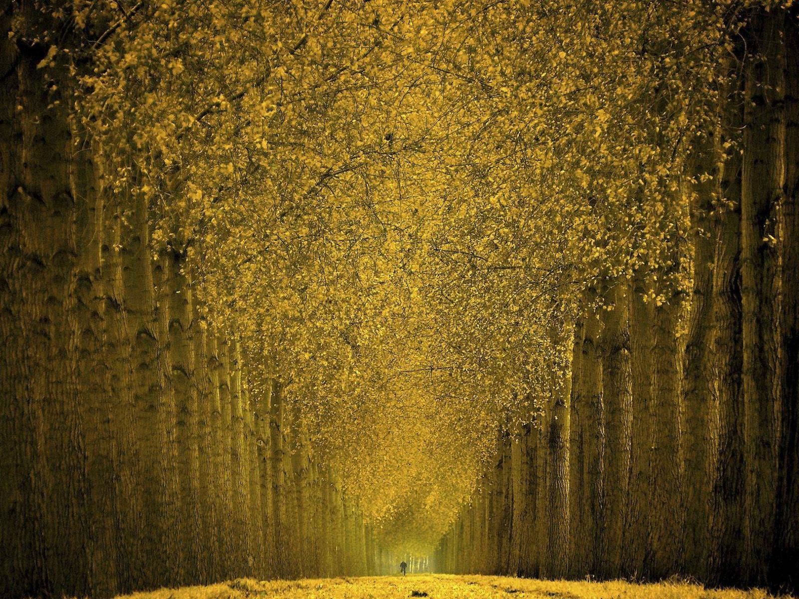 Золотой Лес Фото